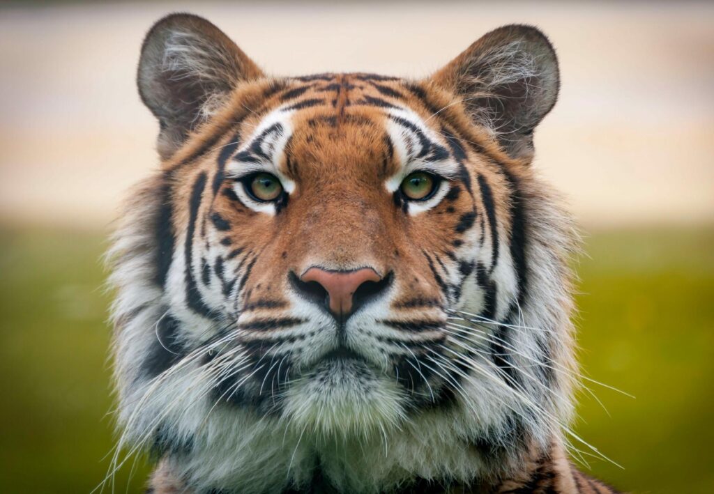 Tigers hire new athletic director – Viera Voice