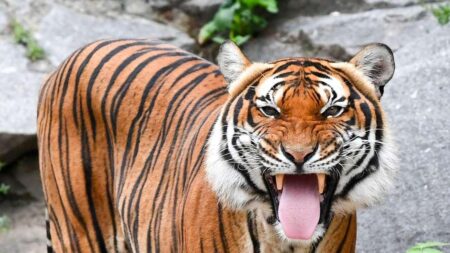 Tiger Blog – Princeton University Athletics