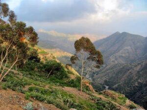 Eritrea: Mass Sport and Athletics Competition in Dekemhare – ZAWYA