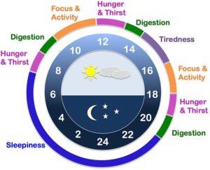 Unlocking Peak Performance: How Your Internal Biological Clock Shapes Athletic Success