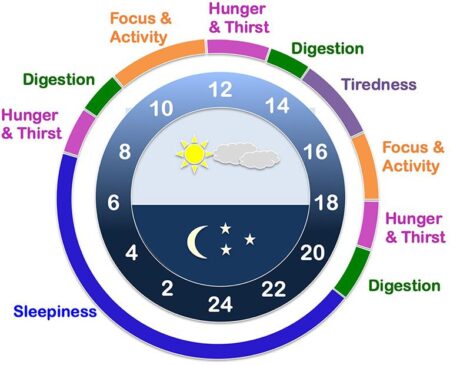 Unlocking Peak Performance: How Your Internal Biological Clock Shapes Athletic Success