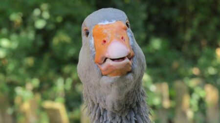 Northwestern’s Bold New Vision for College Football Stadiums: Smaller Crowds, Better Views