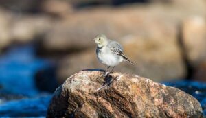 How the Viral WAGs Trend Is Bringing Sports Stars Closer to Fans