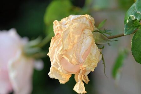 Rambler Sports Network Makes a Powerful Comeback for the 2025-26 Season