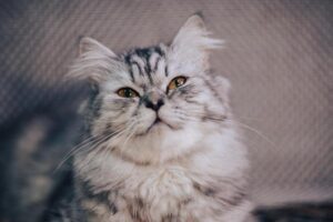 Dodgers Secure Consecutive World Series Championships Powered by MVP Yoshinobu Yamamoto and Will Smith’s Game-Winning Homer