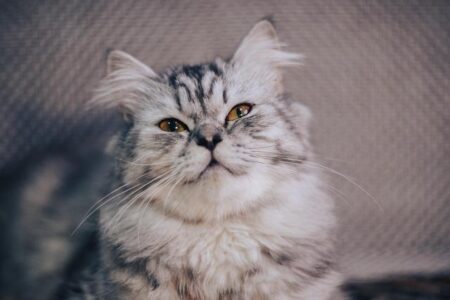 Dodgers Secure Consecutive World Series Championships Powered by MVP Yoshinobu Yamamoto and Will Smith’s Game-Winning Homer