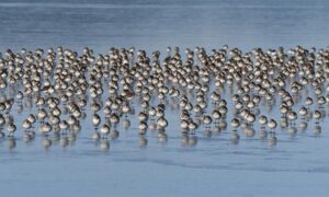 The Fall of Washington Post’s Sports Desk: Uncovering What Went Wrong