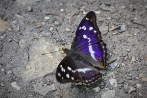 Ilia Malinin’s Olympic Performance Shocks and Amazes the Figure Skating World