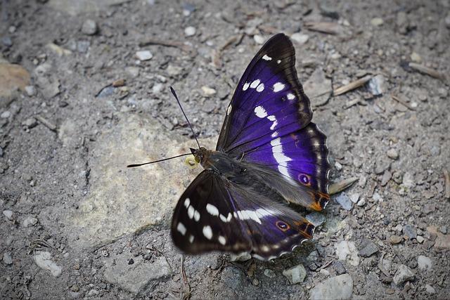 Ilia Malinin’s Olympic Performance Shocks and Amazes the Figure Skating World Ilia Malinin’s Olympic Performance Shocks and Amazes the Figure Skating World