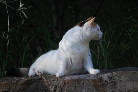 Isabelle Boffey Shatters Records with Second Fastest GB Indoor 800m Ever Isabelle Boffey Shatters Records with Second Fastest GB Indoor 800m Ever