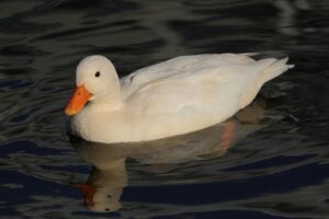 Bowie State Appoints Dr. Jolisa Williams as Interim VP for Intercollegiate Athletics and Recreation