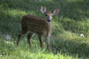 West Virginia Athletes Dominate at NCAA Regional Showdown