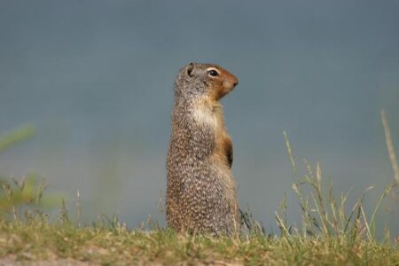American Superstars Sha’Carri Richardson and Christian Coleman Dazzle in Thrilling Stawell Gift Heats