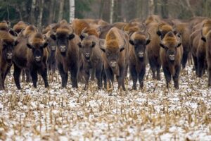 Eight Bisons Earn Top USTFCCCA All-Region Honors