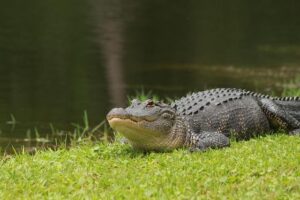 Gators Clinch 29th SEC All-Sports Trophy with Unstoppable Dominance