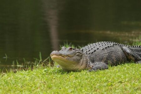 Gators Clinch 29th SEC All-Sports Trophy with Unstoppable Dominance