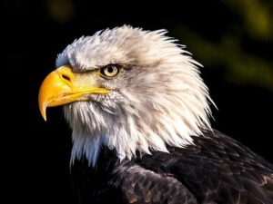 Zuhlke Takes the Helm as Eagles’ New Director of Athletic Performance