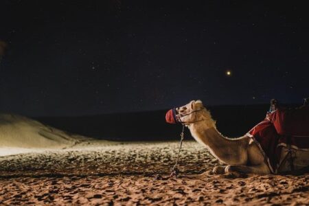 Uncover the Exciting New Updates from Camels Athletics in Our Freshly Launched Blog!