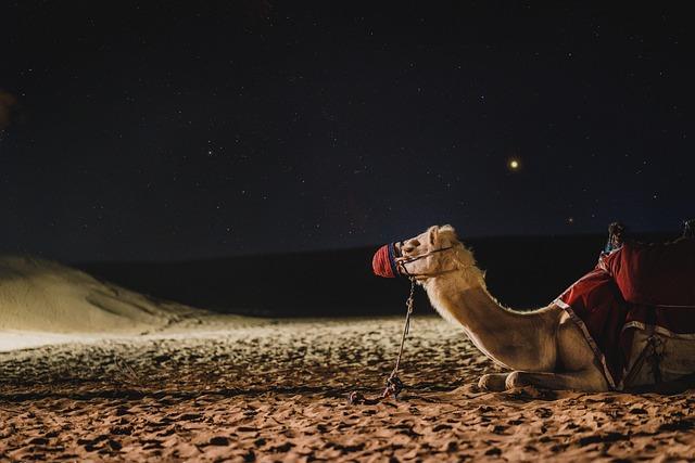 Uncover the Exciting New Updates from Camels Athletics in Our Freshly Launched Blog! Uncover the Exciting New Updates from Camels Athletics in Our Freshly Launched Blog!