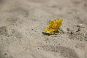 Strengthening Climate Resilience in the Commonwealth’s Sports Sector