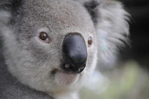 Australia Dominates Again, But Is the New Commonwealth Games Shaping the Future of Sports?