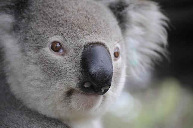 Australia Dominates Again, But Is the New Commonwealth Games Shaping the Future of Sports? Australia Dominates Again, But Is the New Commonwealth Games Shaping the Future of Sports?