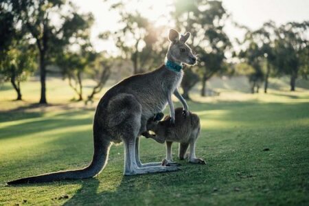 Incredible Aussie World Record Smashed in Only Nine Minutes!